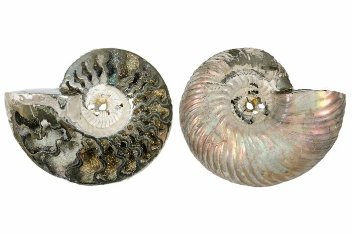 One Side Polished, Pyritized Fossil, Ammonite - Russia #174982